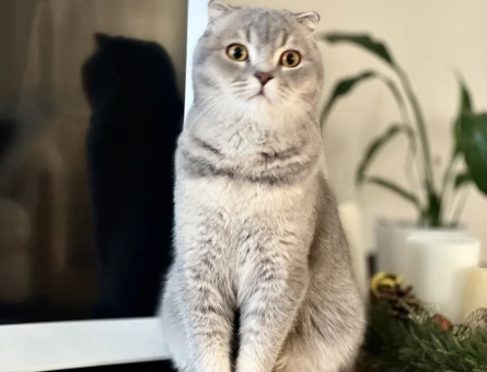 Scottish Fold - 118976556
