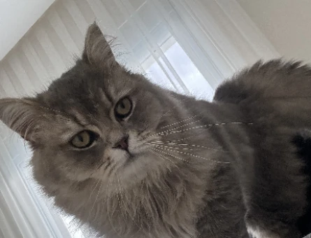 British longhair erkek - 118976565