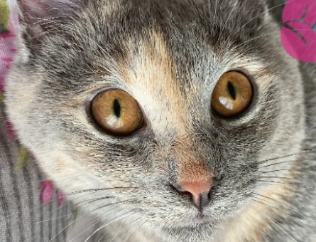 Erkek kedi arıyorum - 118976606