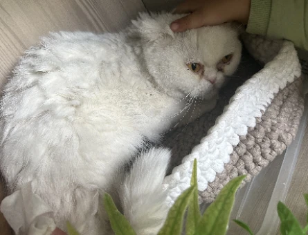 Dişi Scottish fold kızımız için eş arıyoruz - 118976641