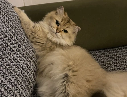 British longhair golden shaded - 118976672