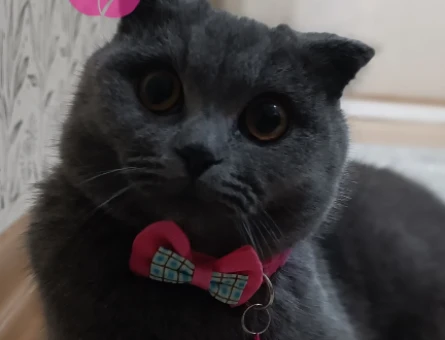 Erkek kedi eş - 118976691