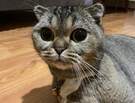 Kedi - 118976760