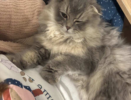 Scottish Fold Oğluma eş arıyoruz - 118976851