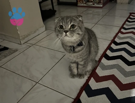 Mickie ye eş arıyoruz