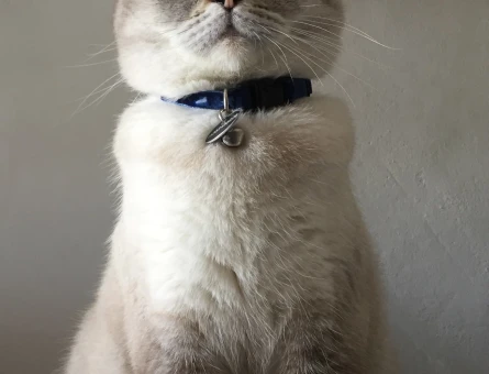 BRİTİSH SHORTHAİR KEDİME EŞ ARIYORUM - 118976881
