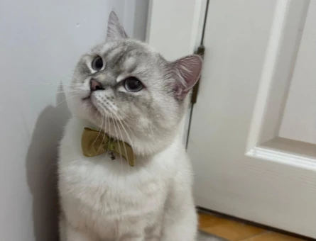 British Shorthair 1.5 Yaşında Kedim Eş Arıyor - 118976894
