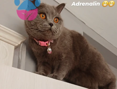 Kızıma Eş Arıyorum - 118976946