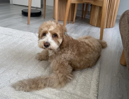 gofret (toy poodle & labrador) - 118976956