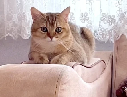 british shorthair golden cinsi oğluma eş kendime gelin arıyorum:)) - 118977039