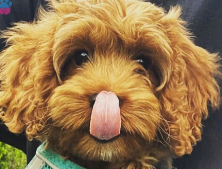 Cavapoo oğlumuz için eş arıyoruz - 118977072