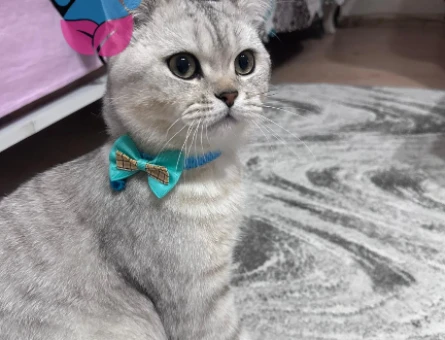 Silver british 7 aylık kedi - 118977089