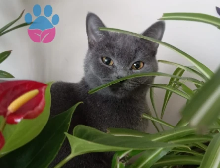 Bitlis - British Shorthair 1 yaşında dişi kedime eş arıyorum. - 118977117
