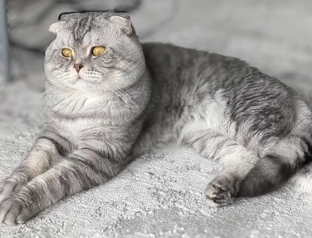 Scottish fold oğluma tecrübeli erkek eşlestirme - 118977181