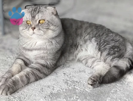 Scottish fold oğluma tecrübeli erkek eşlestirme
