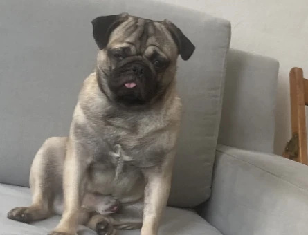 Oğlumuz oso’ya dişi pug arıyoruz - 118977221