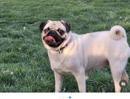 Pug dişi - 118977260