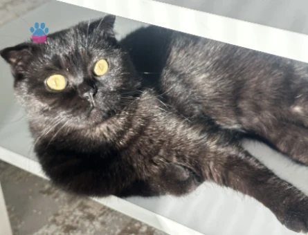 Scottish Fold kızıma eş arıyorumm - 118977315
