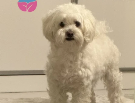 Maltese Terrier - 118977351