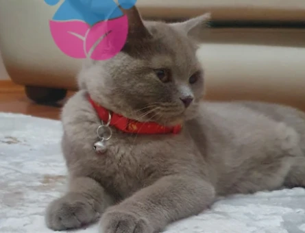 British Shorthair Kedimiz İçin - 118977466