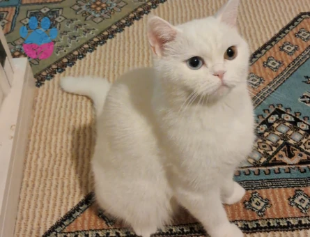 Van Kedisi 3 Yaşında Eş Arıyor