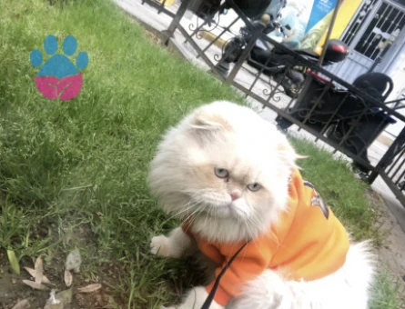 Anneden iran babadan british Longhair Prensime Eş Arıyorum - 118977537