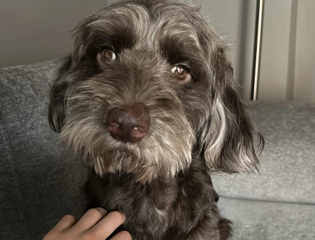 Coco’ya eş arıyoruz - 118977683