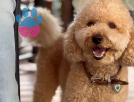 Poodle oğlumuza es ariyorum - 118977716