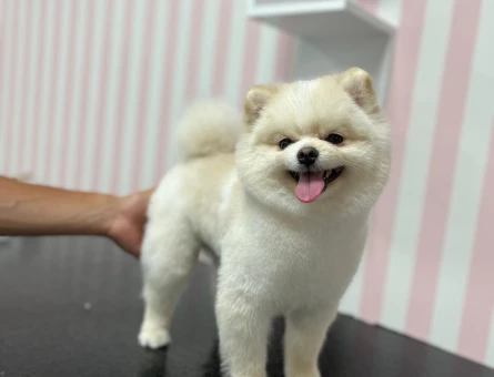 1.5 yaşında Pomeranian Boo oğlumuza eş arıyoruz - 118977763
