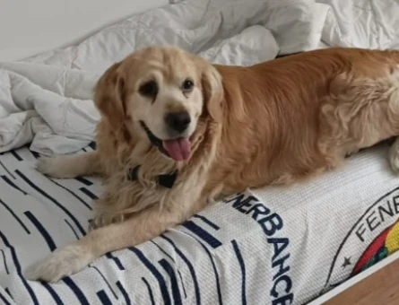 8 Yaşında Erkek Golden Retriever – Sadece Eş Aranıyor (Satılık Değil) - 118977797