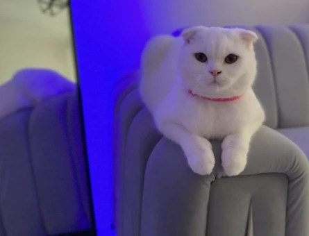 Kedi - 118977810