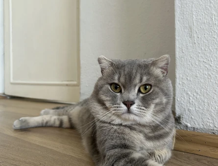 Oğlumuza British shorthair eş arıyoruz - 118977813