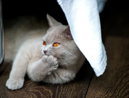 ERKEK British Shorthair KEDİME EŞ ARIYORUM - 118977841