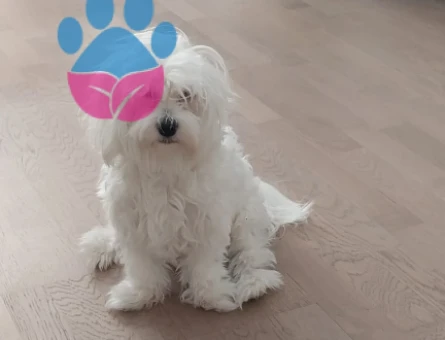1 yaşında dişi maltese terrier - 118977923