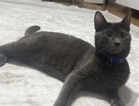Rus blue erkek kedi - 118977948