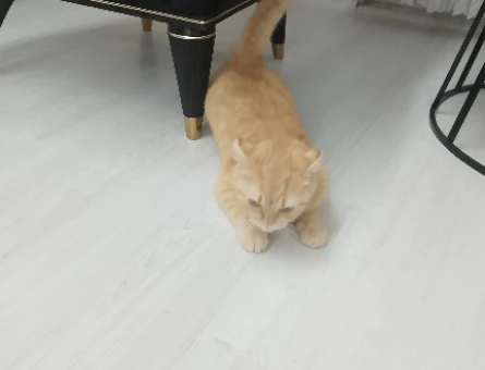 Kızımıza eş ariyoruz - 118978024