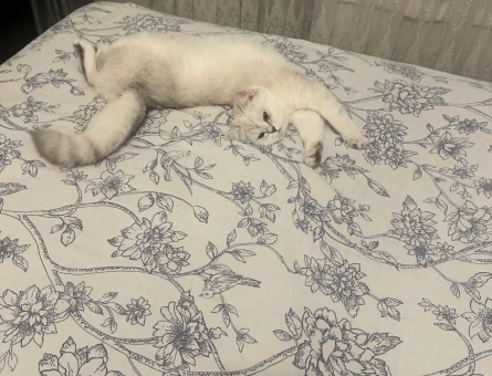 British Shorthair 16 Aylık Eş Arıyor yer Ümraniye çarşı - 118978111
