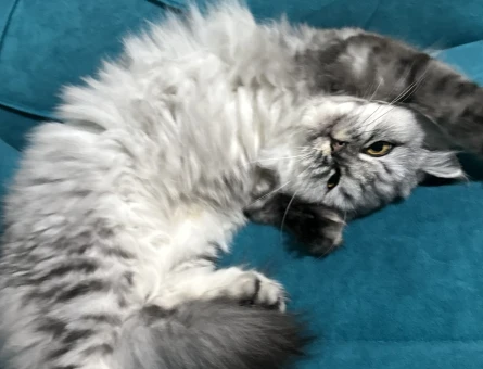 British Longhair Kızım Eş Arıyor - 118978152