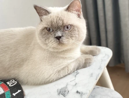 British Shorthair 1 Yaşında Eş Arıyoruz - 118978208