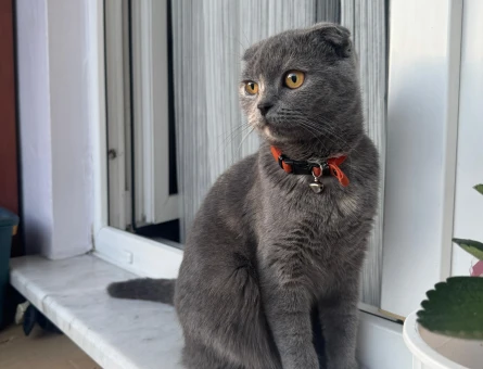 Scottish Fold - 118978241
