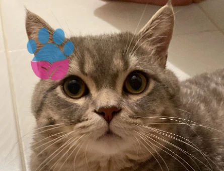 Oğlumuza dişi kedi arıyoruz - 118978261