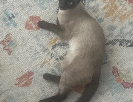 Siyam kedi dişi - 118978285