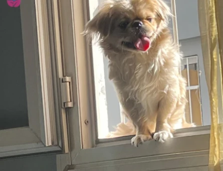Dişi köpeğime çift arıyorum - 118978287