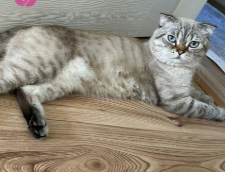 Scottish Fold Oğlumuza Dişi Eş Aranıyor - 118978305