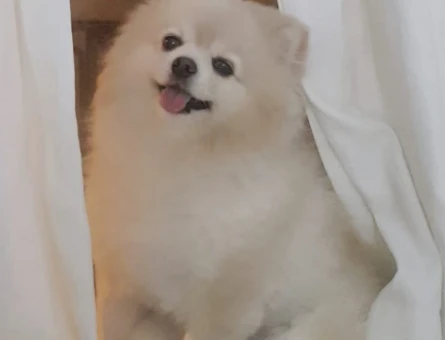 Barnie erkek köpeğimize eş arıyoruz - 118978308