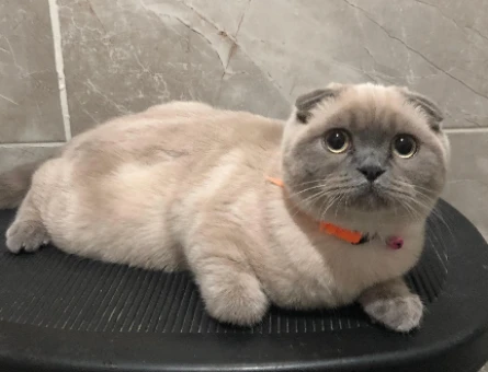 Scottish Fold Kızıma eş arıyorum - 118978373