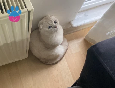 Scotish fold erkek 3 yaşında kedime dişi kedi arıyorum - 118978394