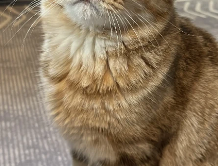 Tarçına dişi kedi arıyoruz - 118978486