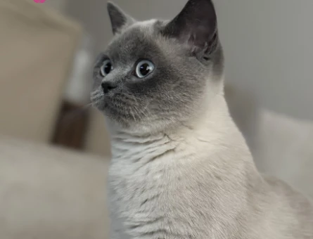 Kedi - 118978554