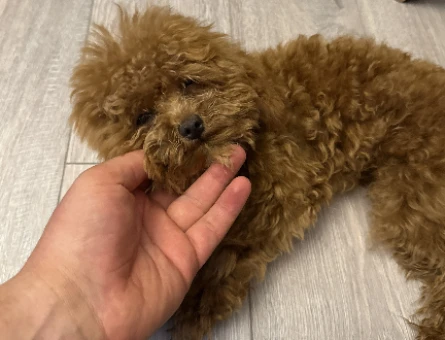 Toy toy poddle - 118978590